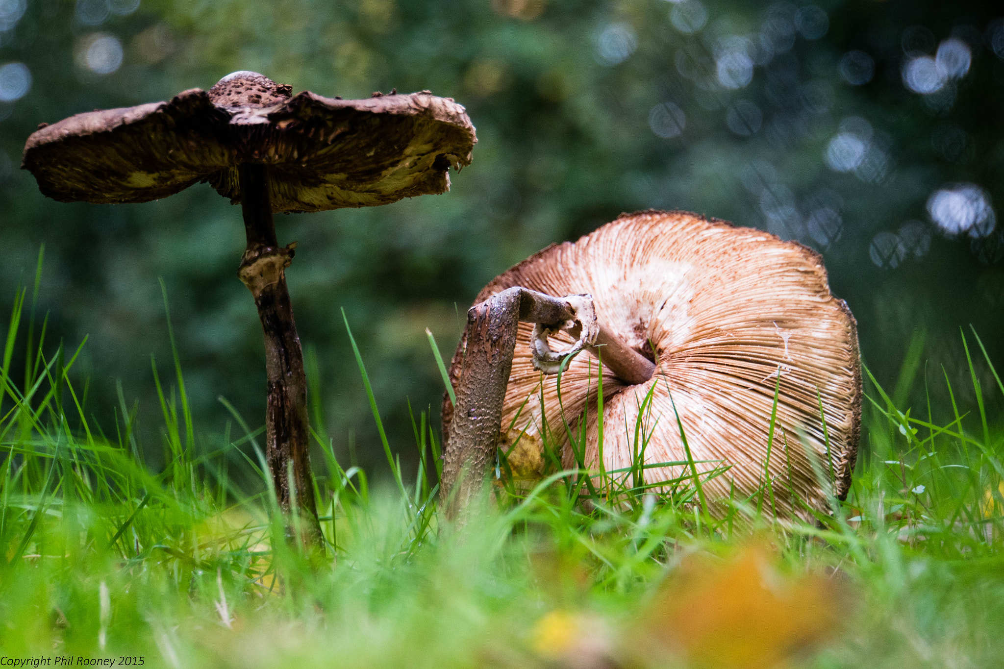 Sony a7R + Sony E 18-200mm F3.5-6.3 OSS sample photo. Fungi photography