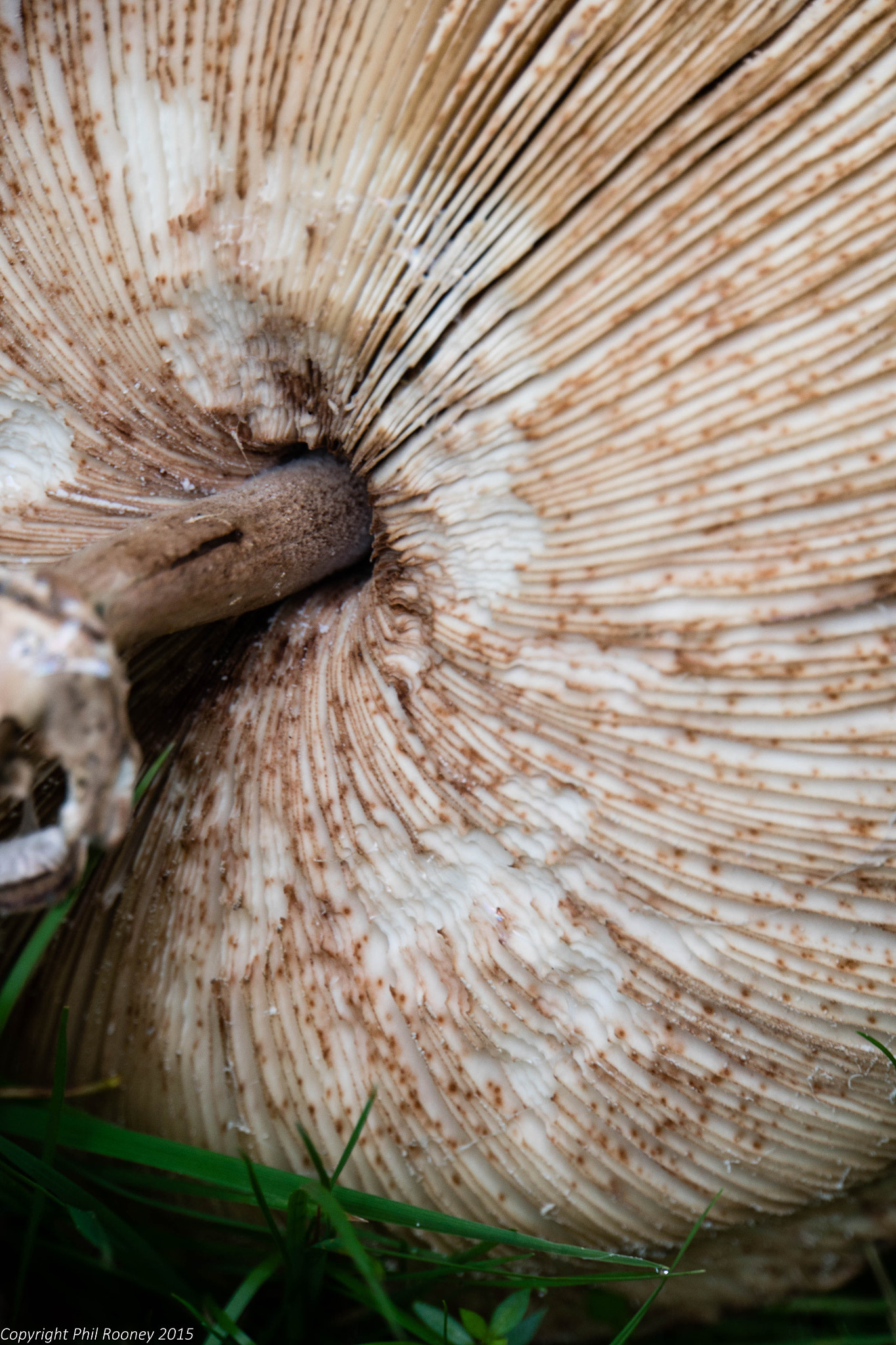 Sony a7R + Sony E 18-200mm F3.5-6.3 OSS sample photo. Fungi photography