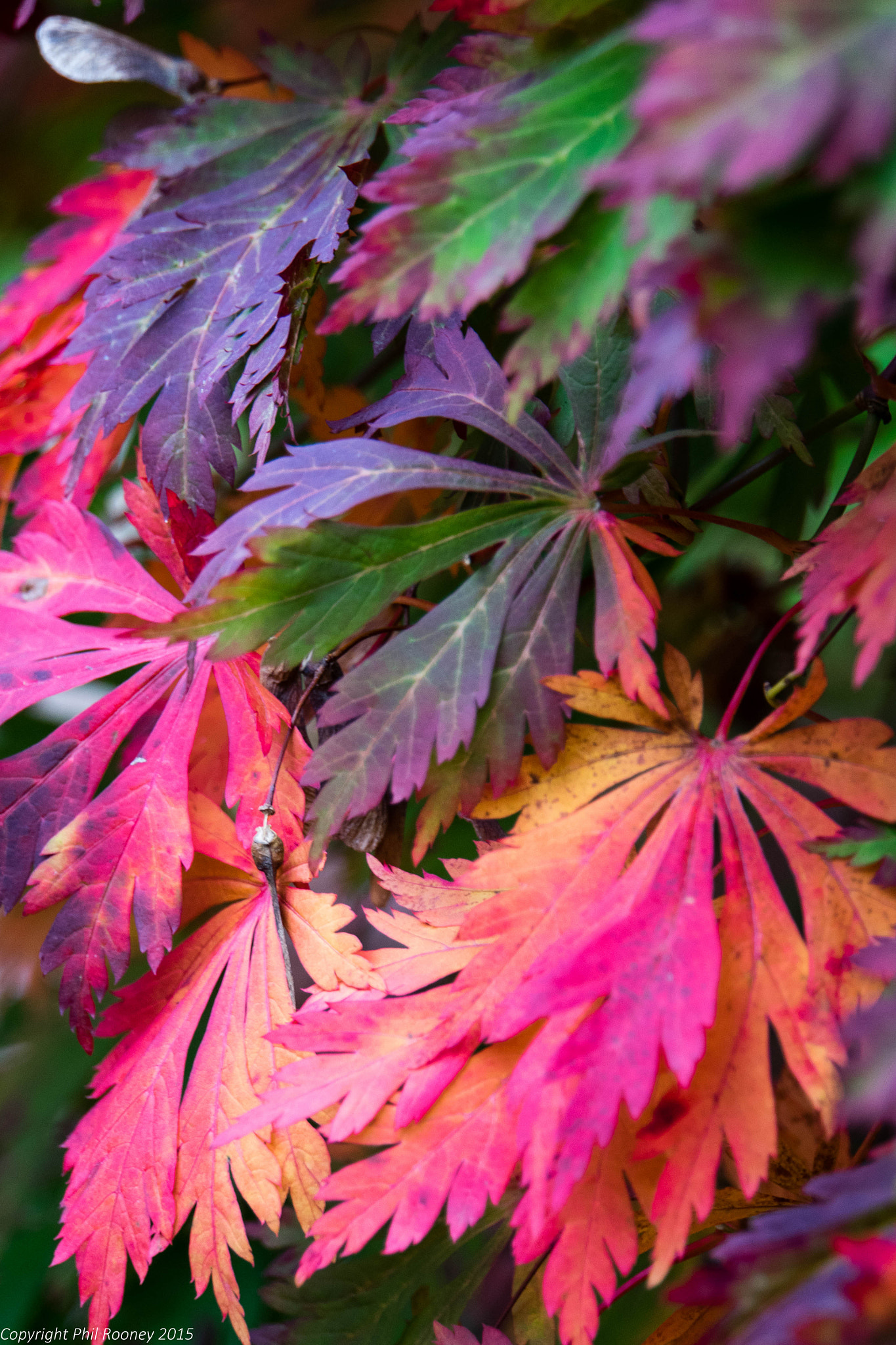 Sony a7R + Sony E 18-200mm F3.5-6.3 OSS sample photo. Autumn colour photography