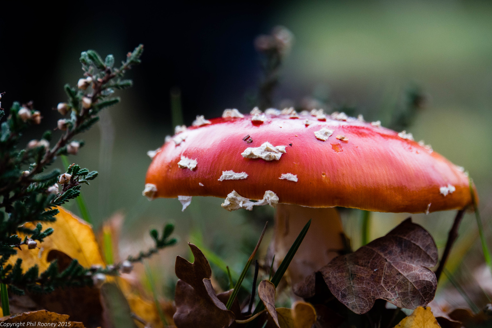 Sony E 18-200mm F3.5-6.3 OSS sample photo. Fungi photography