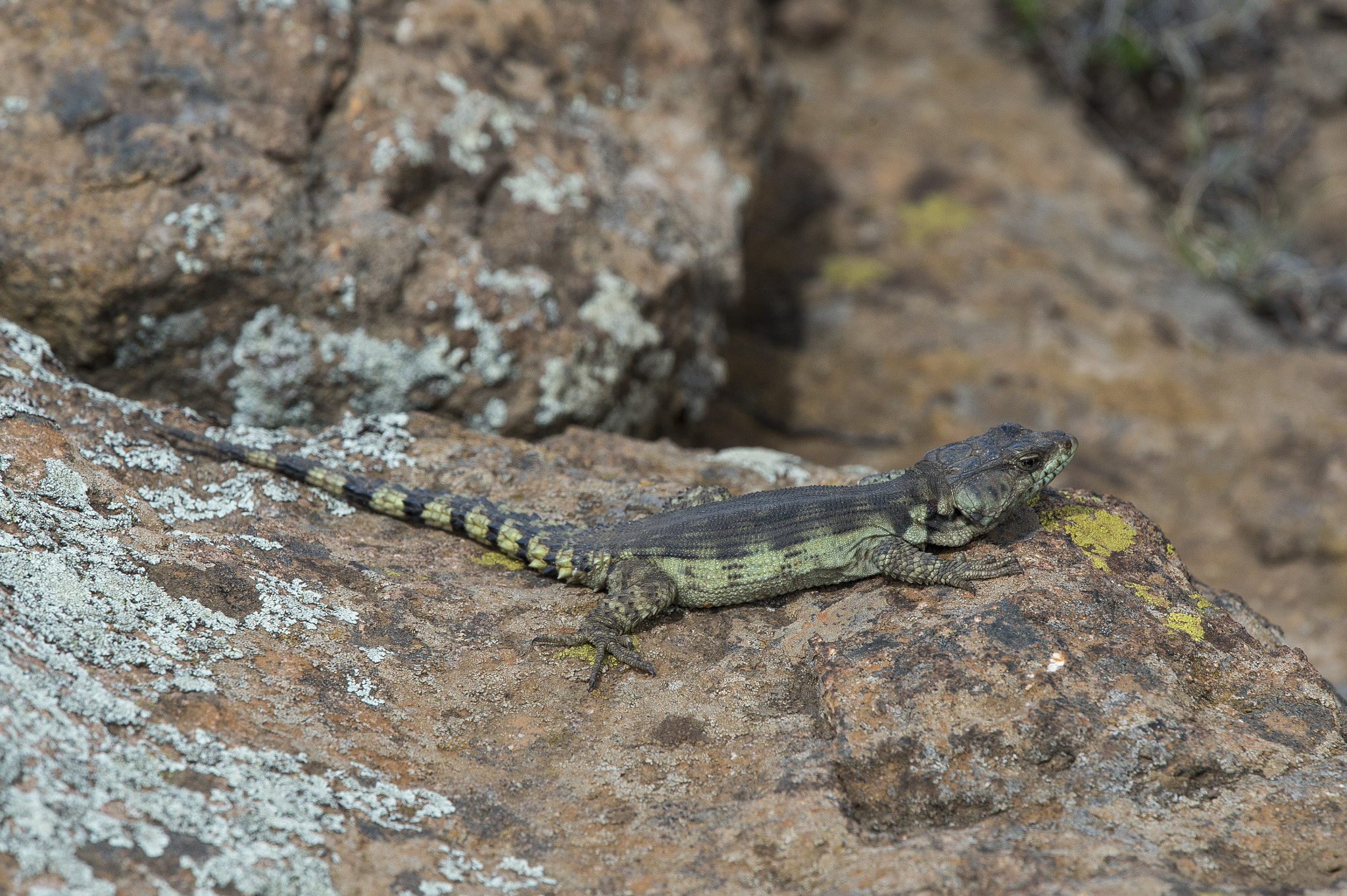 Nikon Nikkor AF-S 300mm F4E PF ED VR sample photo. Lizard, near sani pass, lesotho photography