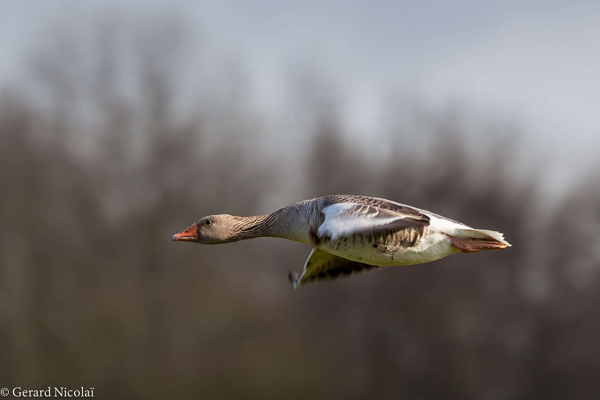 Canon EF 300mm F2.8L IS USM sample photo. Greylag goose flying photography