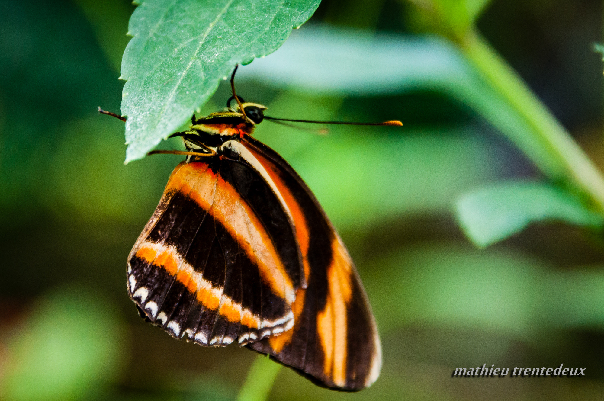 Sigma 17-70mm F2.8-4 DC Macro OS HSM | C sample photo. Papillon photography