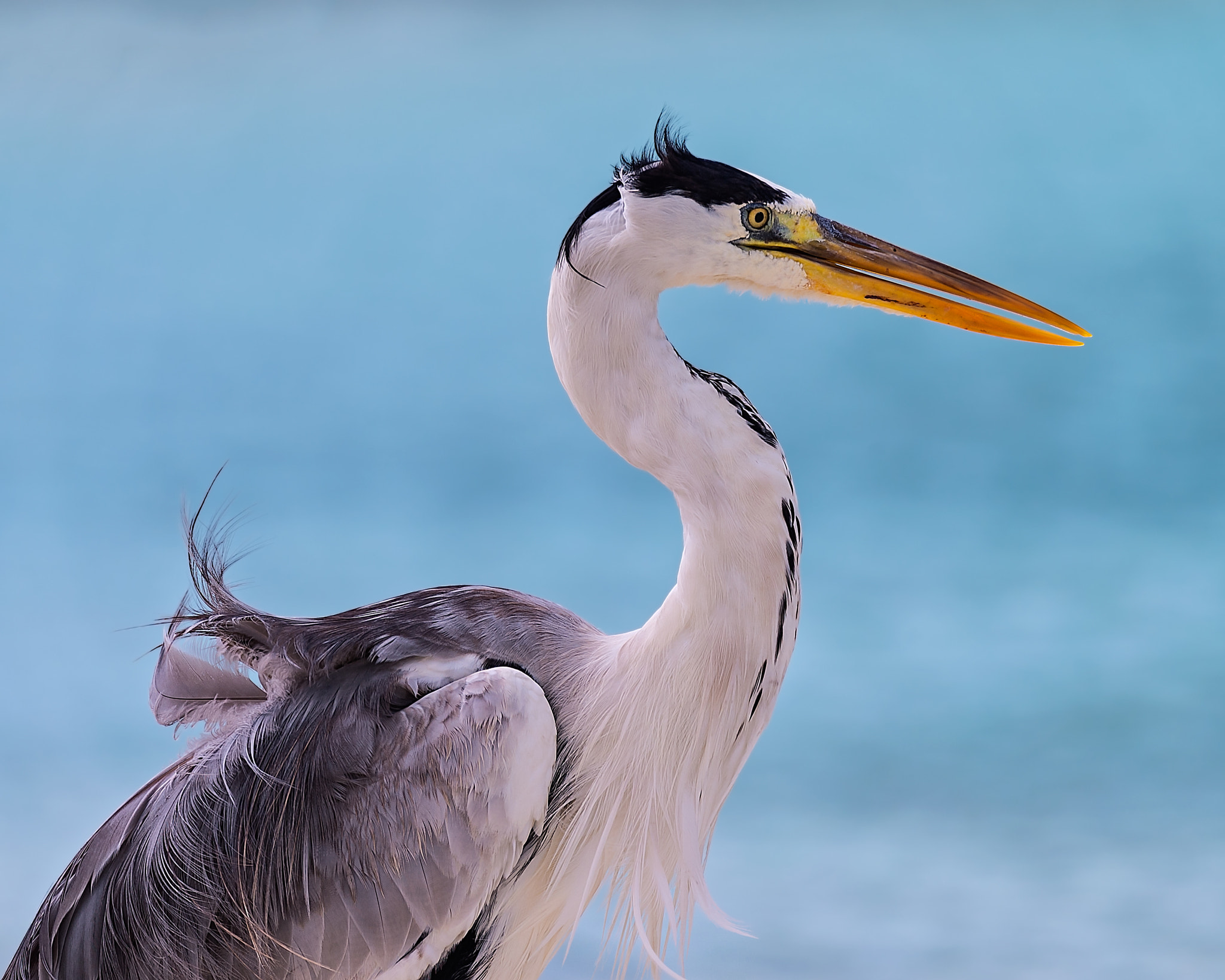 Sigma 150-600mm F5-6.3 DG OS HSM | C sample photo. Grey heron photography