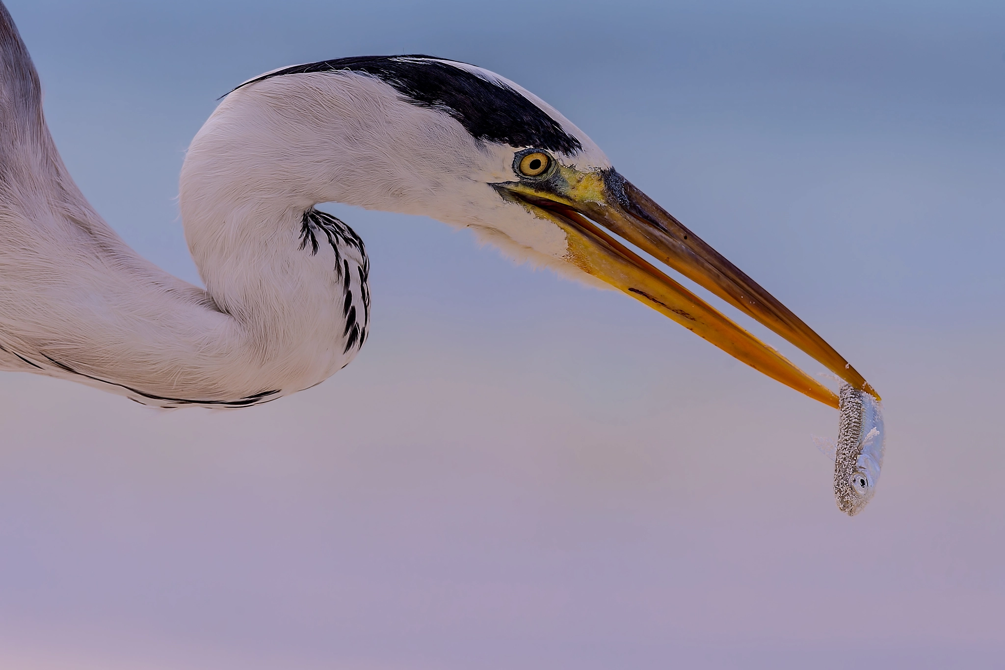 Sigma 150-600mm F5-6.3 DG OS HSM | C sample photo. Gochcha .... photography