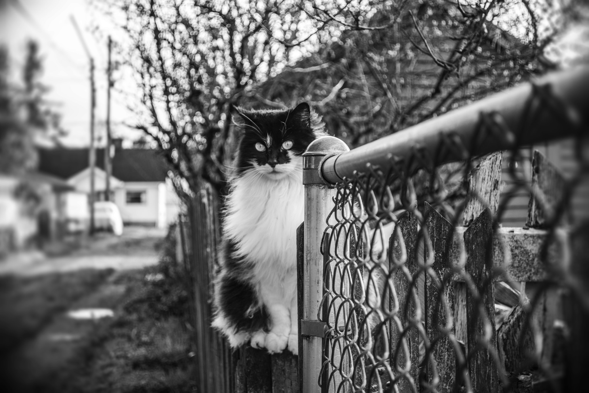Nikon D600 sample photo
