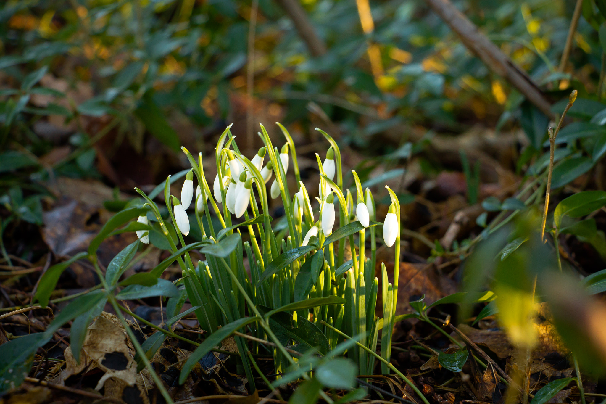 Canon EF-S 18-135mm F3.5-5.6 IS STM sample photo. Snowdrop photography