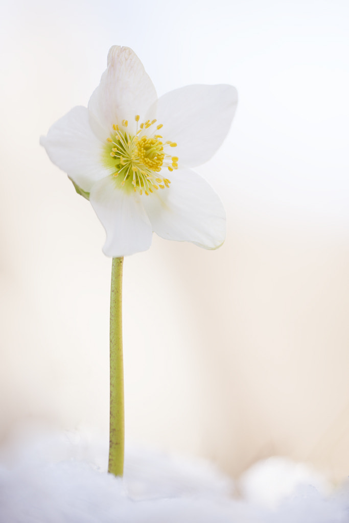 Sigma APO Macro 180mm F2.8 EX DG OS HSM sample photo. White star photography