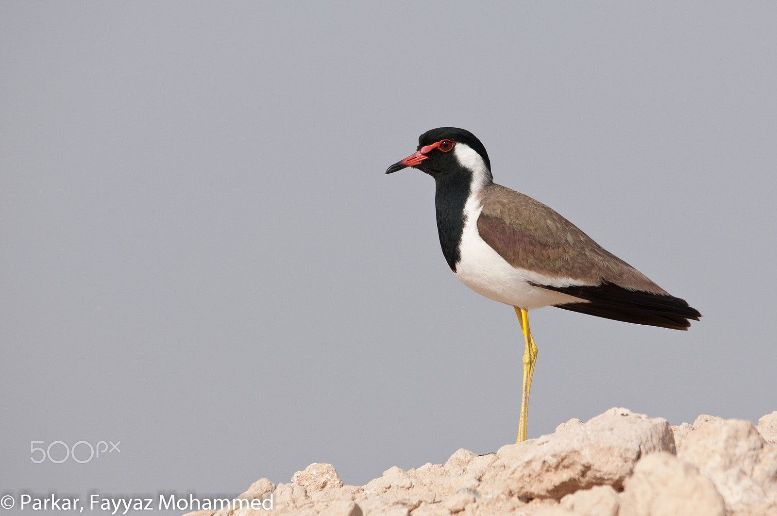 Sigma 150-500mm F5-6.3 DG OS HSM sample photo. Red-wattled lapwing photography