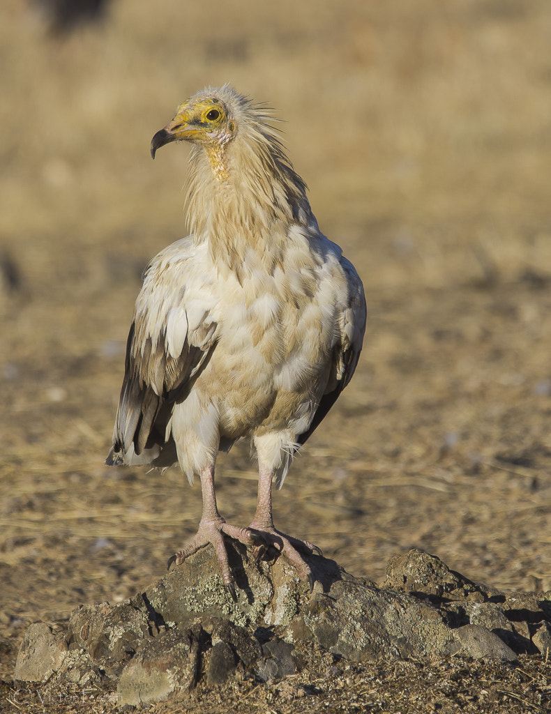 Sigma 120-400mm F4.5-5.6 DG OS HSM sample photo. _nat2443.jpg photography