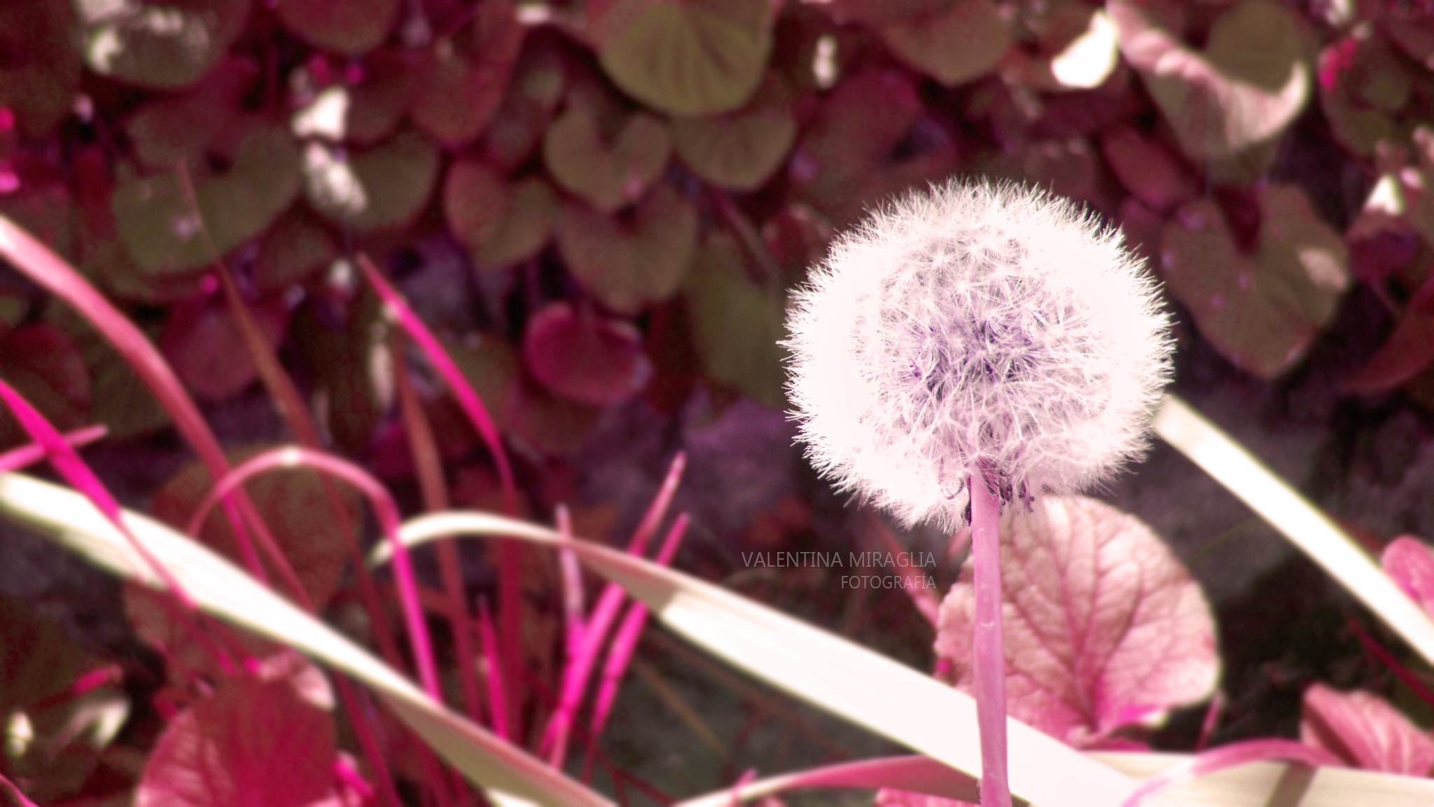Kodak EASYSHARE V1273 DIGITAL CAMERA sample photo. Red dandelion photography
