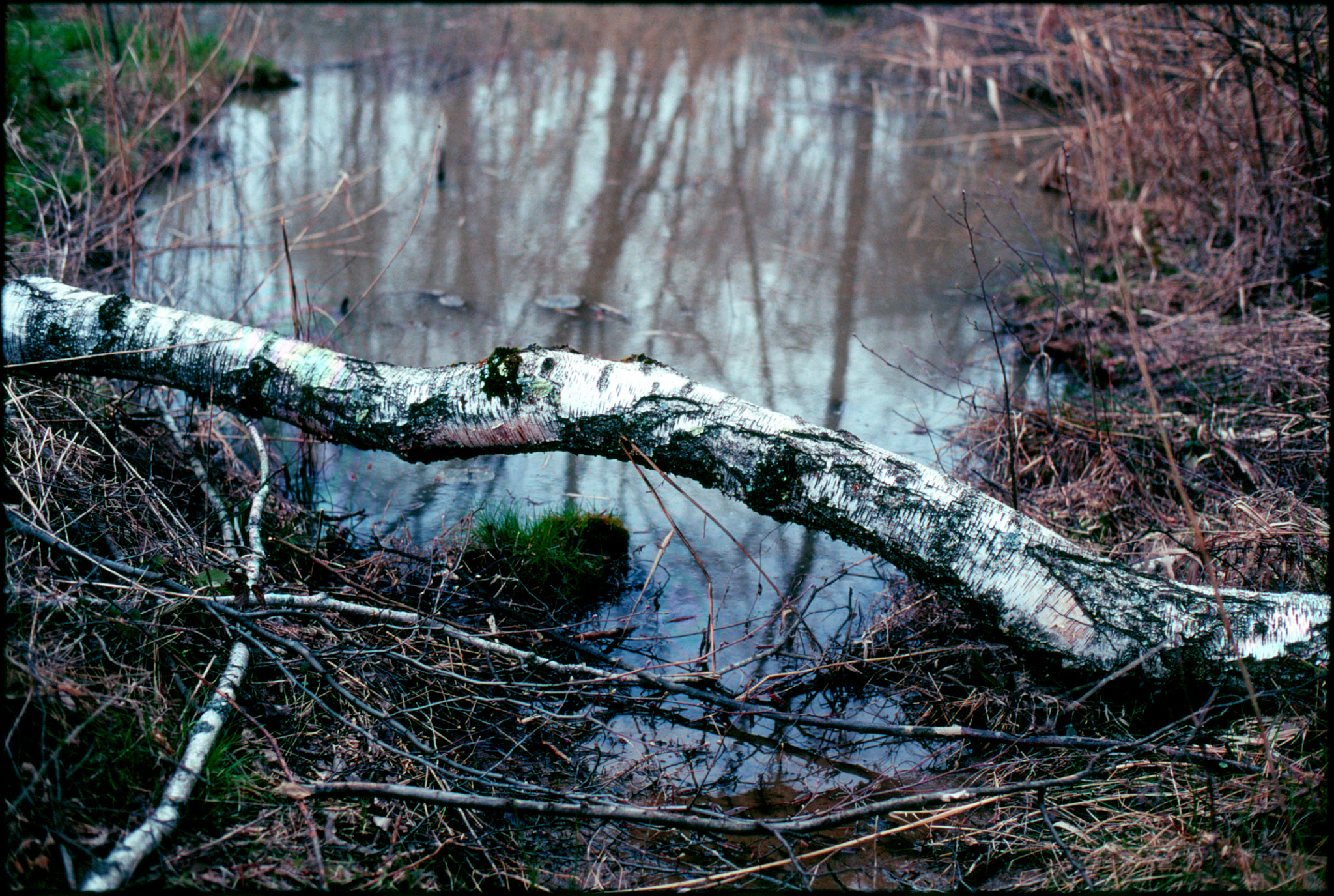 Pentax MZ-S sample photo. Broken forest photography