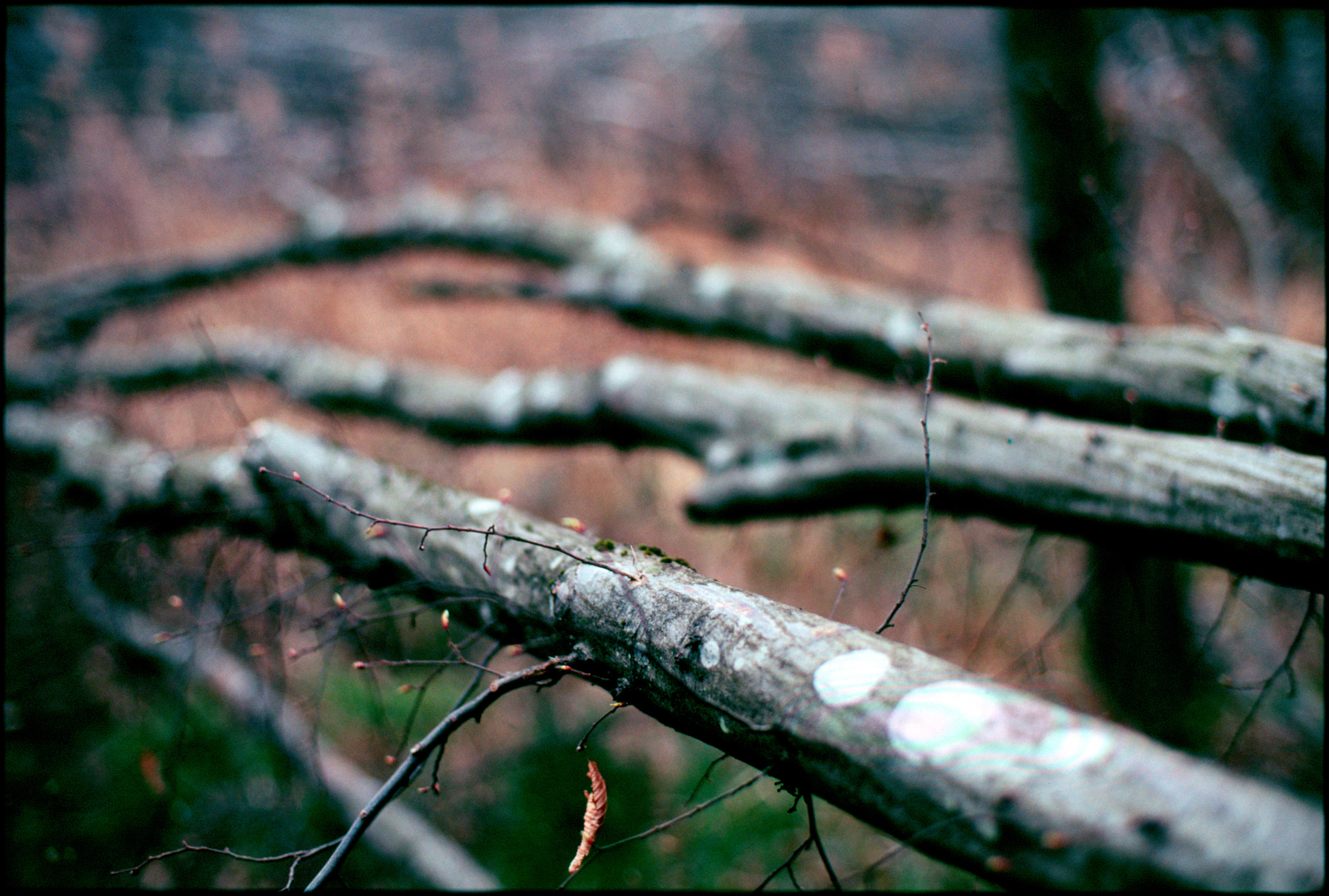 Pentax MZ-S sample photo. Broken forest photography