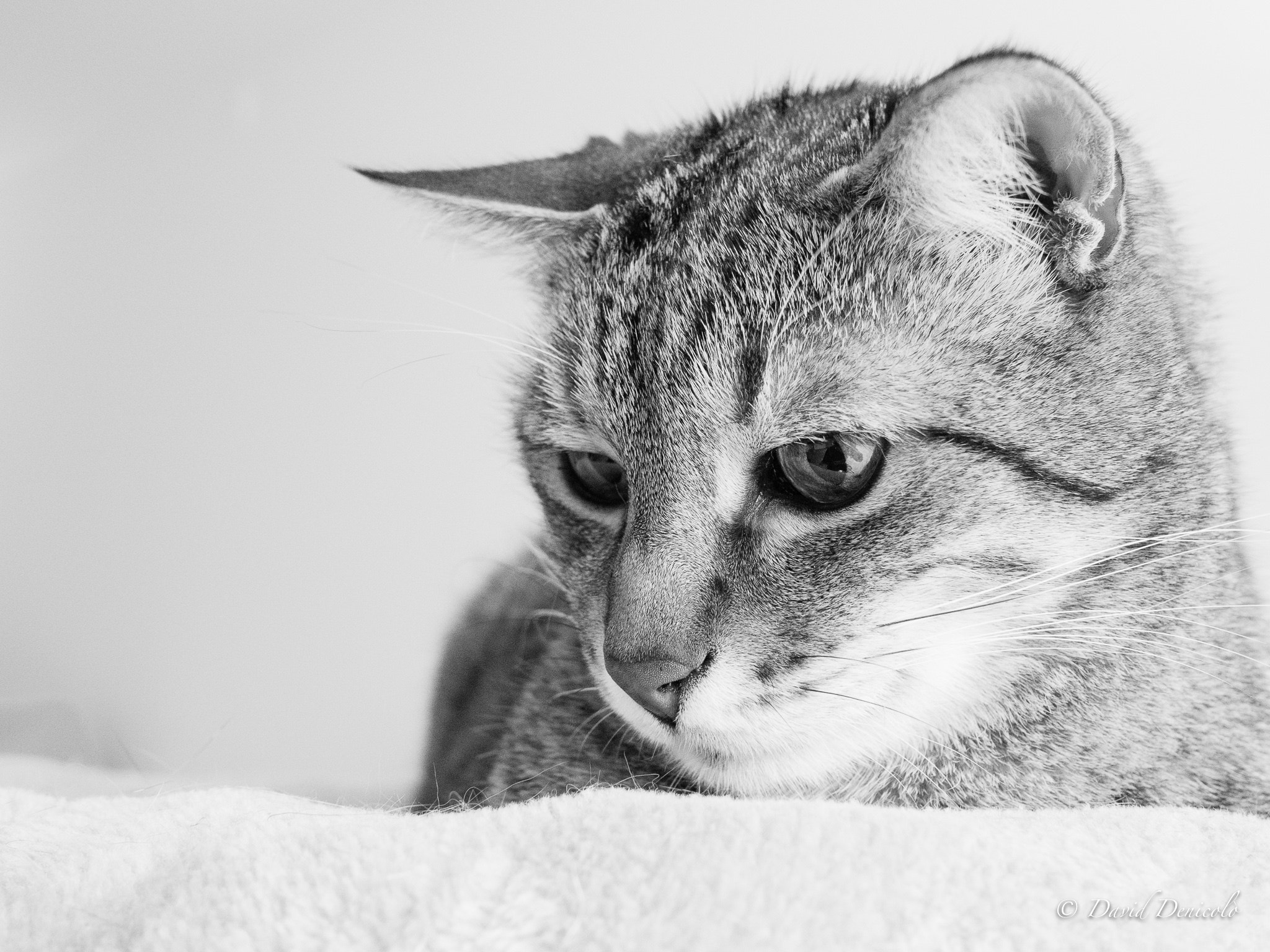 Olympus OM-D E-M5 II + Olympus M.Zuiko Digital 17mm F1.8 sample photo. Black mamba sunday morning photography
