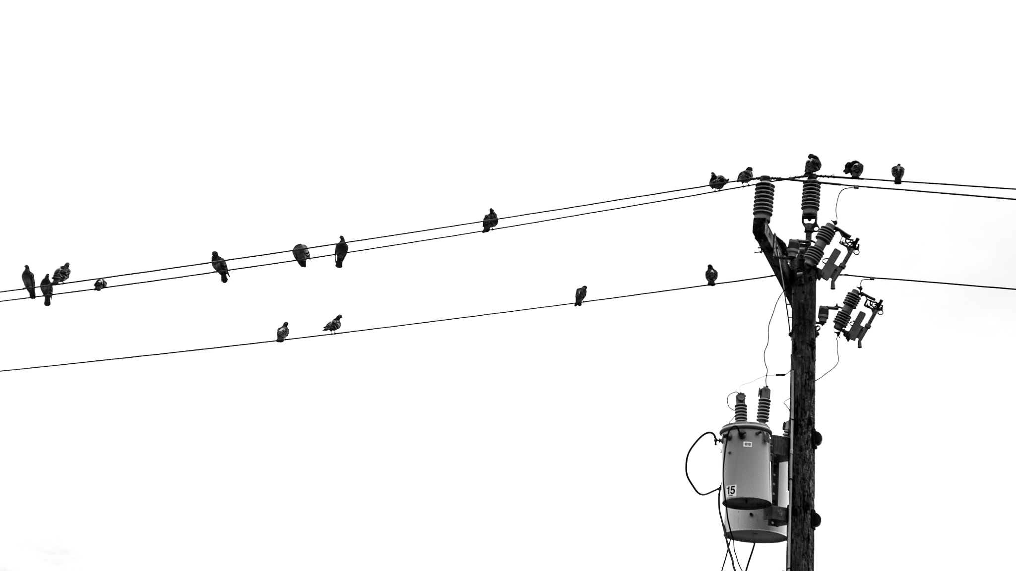 Canon EOS 6D + Canon EF 50mm f/1.8 sample photo. Birds on a wire. photography