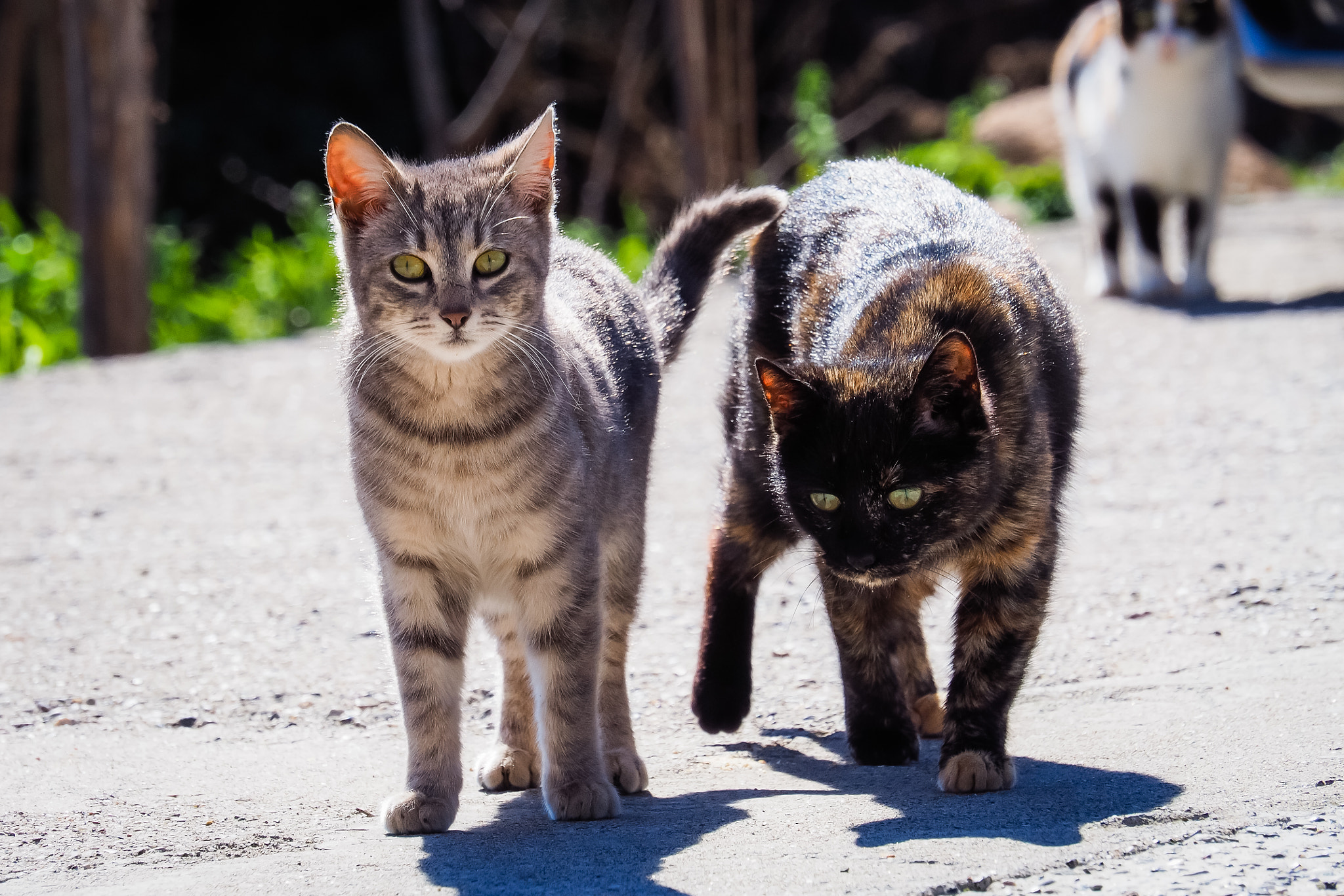 Olympus OM-D E-M10 sample photo. Lovely kitties photography