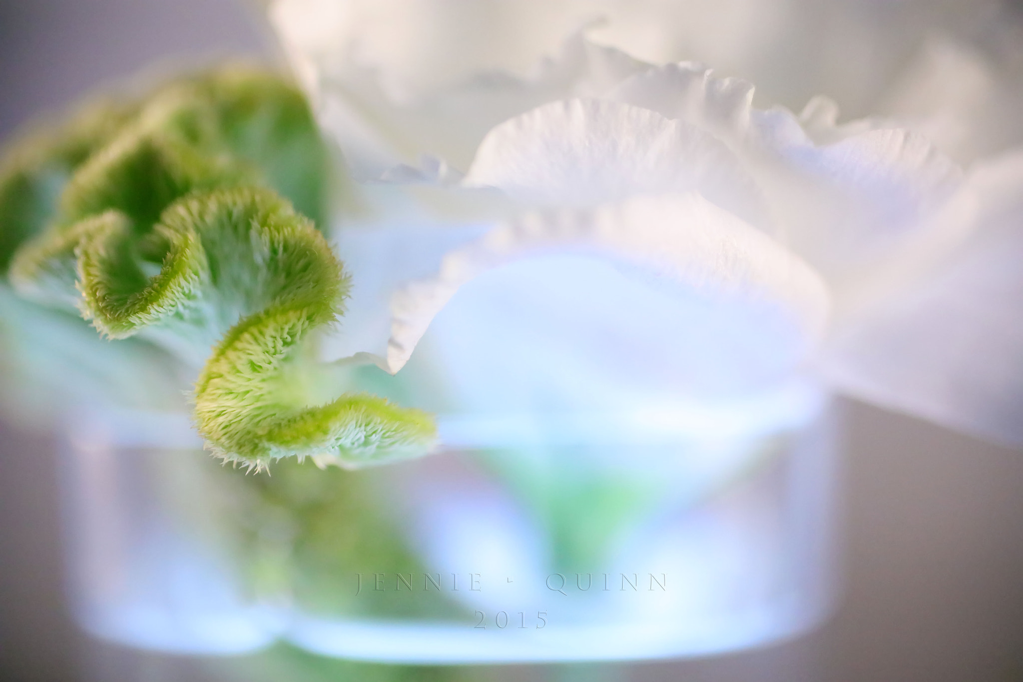 Canon EF 50mm F2.5 Macro sample photo. Going with the flow photography