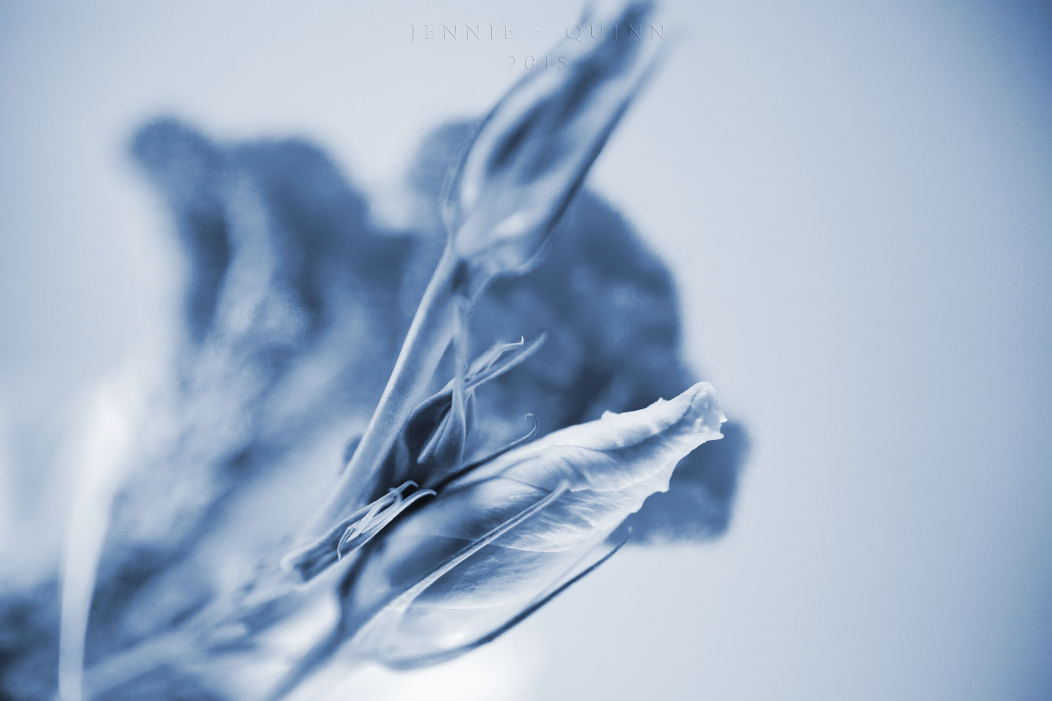 Canon EF 50mm F2.5 Macro sample photo. Lalique photography