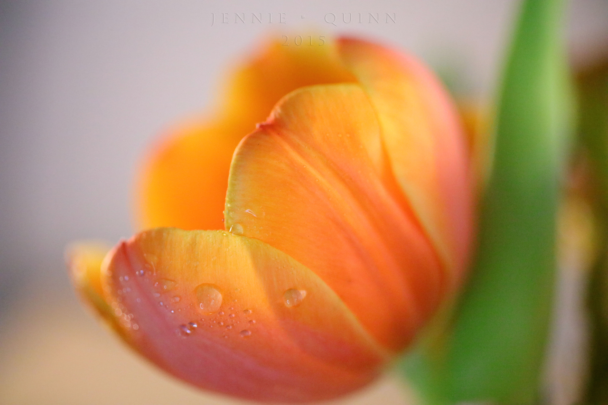Canon EOS 5DS R + Canon EF 50mm F2.5 Macro sample photo. Tulips from amsterdam photography
