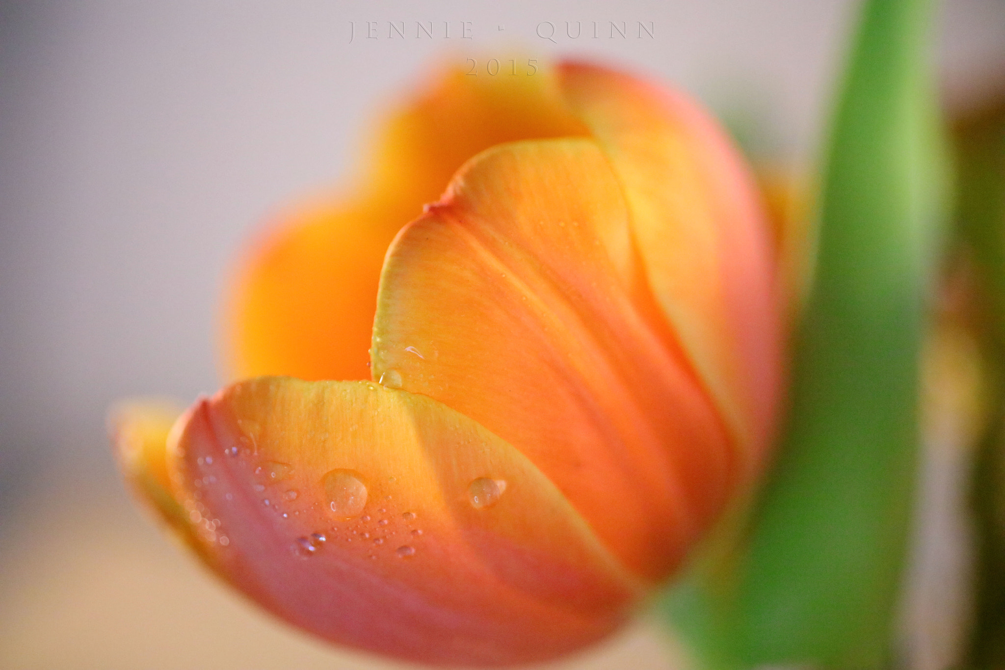 Canon EF 50mm F2.5 Macro sample photo. Tulips from amsterdam photography
