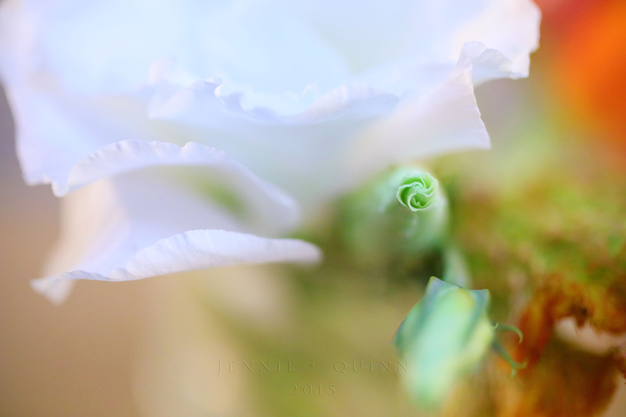 Canon EF 50mm F2.5 Macro sample photo. Rosette photography