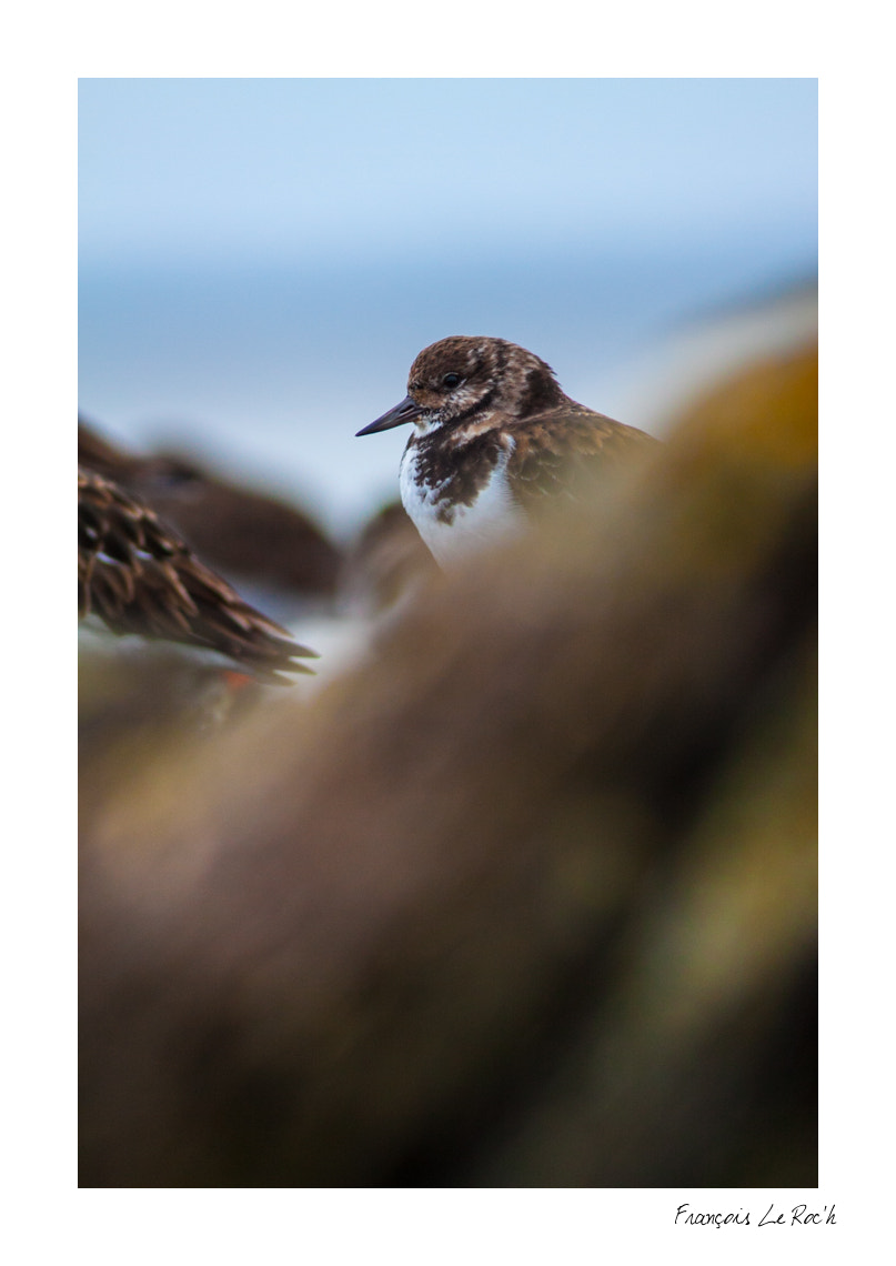 Canon EOS 50D + Canon EF 300mm F4L IS USM sample photo. Tournepierre photography