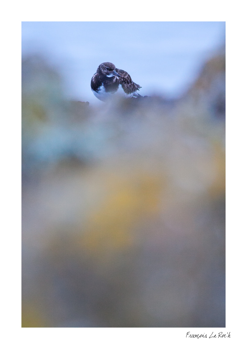 Canon EOS 50D + Canon EF 300mm F4L IS USM sample photo. Tournepierre photography