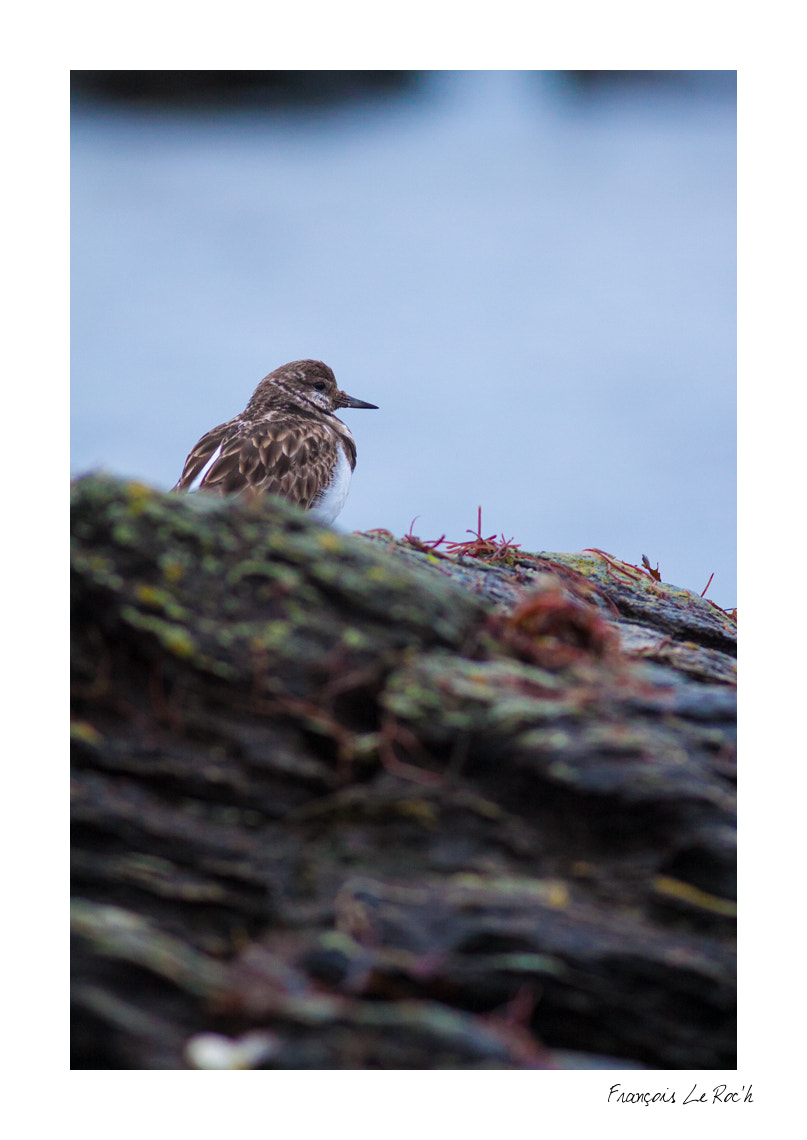 Canon EOS 50D + Canon EF 300mm F4L IS USM sample photo. Tournepierre photography