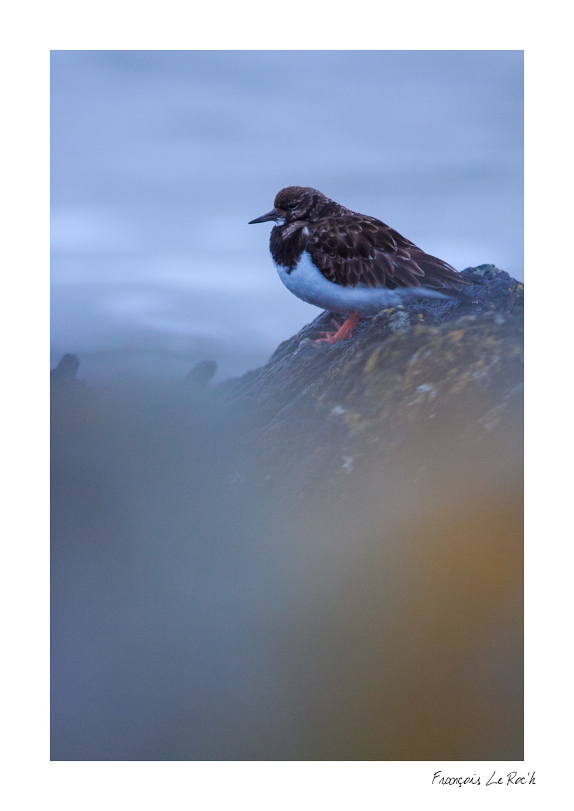 Canon EOS 50D + Canon EF 300mm F4L IS USM sample photo. Tournepierre photography