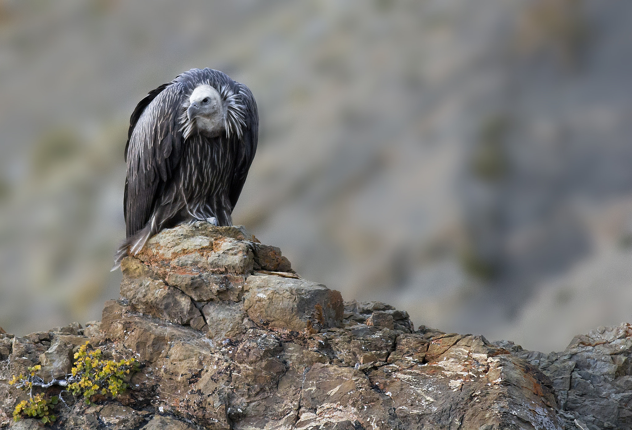 Canon EOS 60D + Canon EF 400mm F5.6L USM sample photo. Himalayan griffon vulture. photography