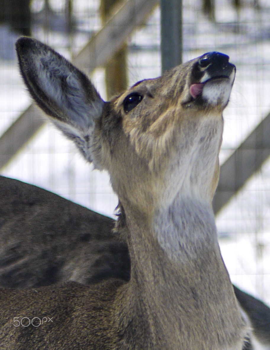 Panasonic Lumix DMC-G2 sample photo. Yummmm! photography