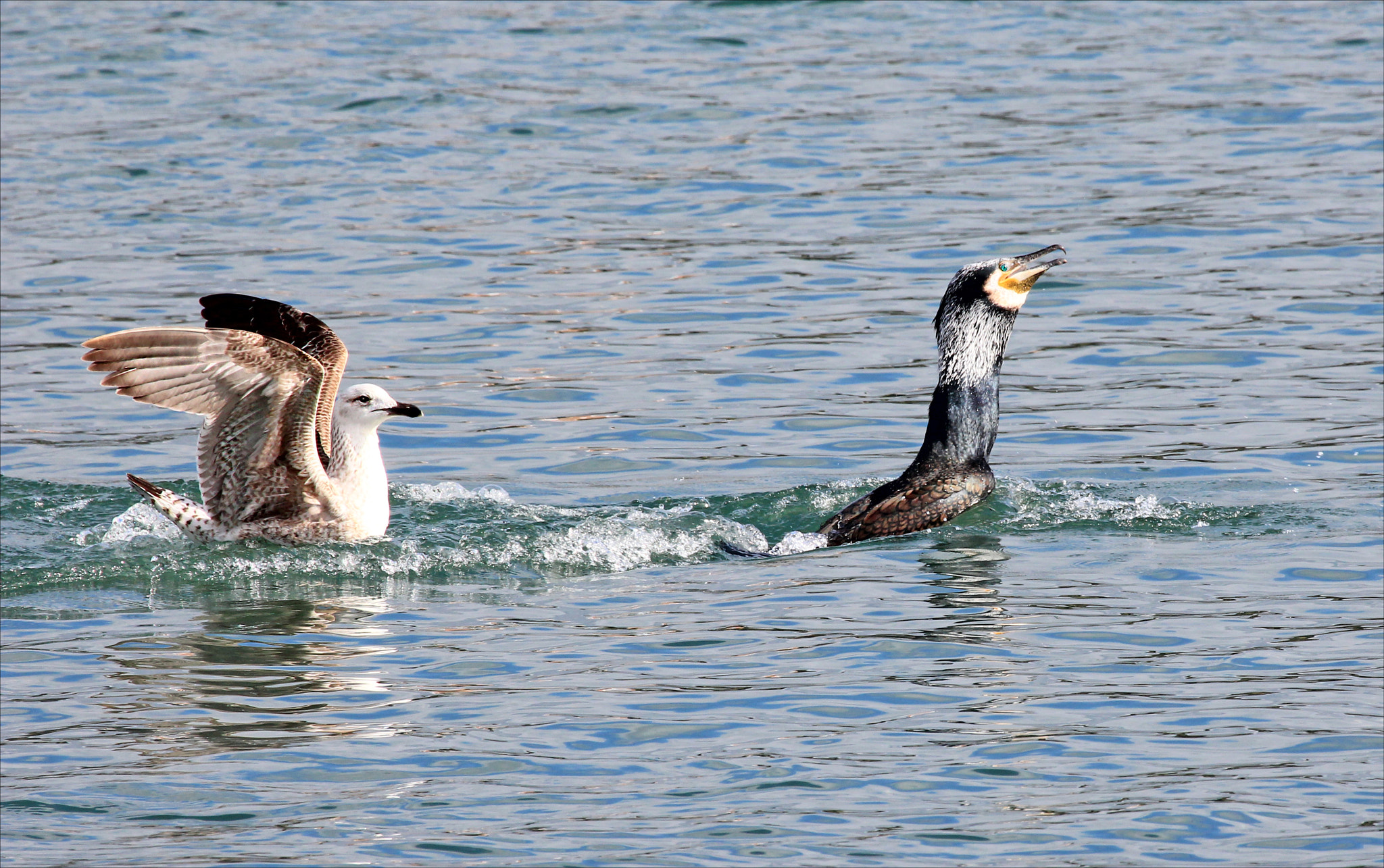 Canon EF 100-400mm F4.5-5.6L IS USM sample photo. Cormorán y gaviota photography