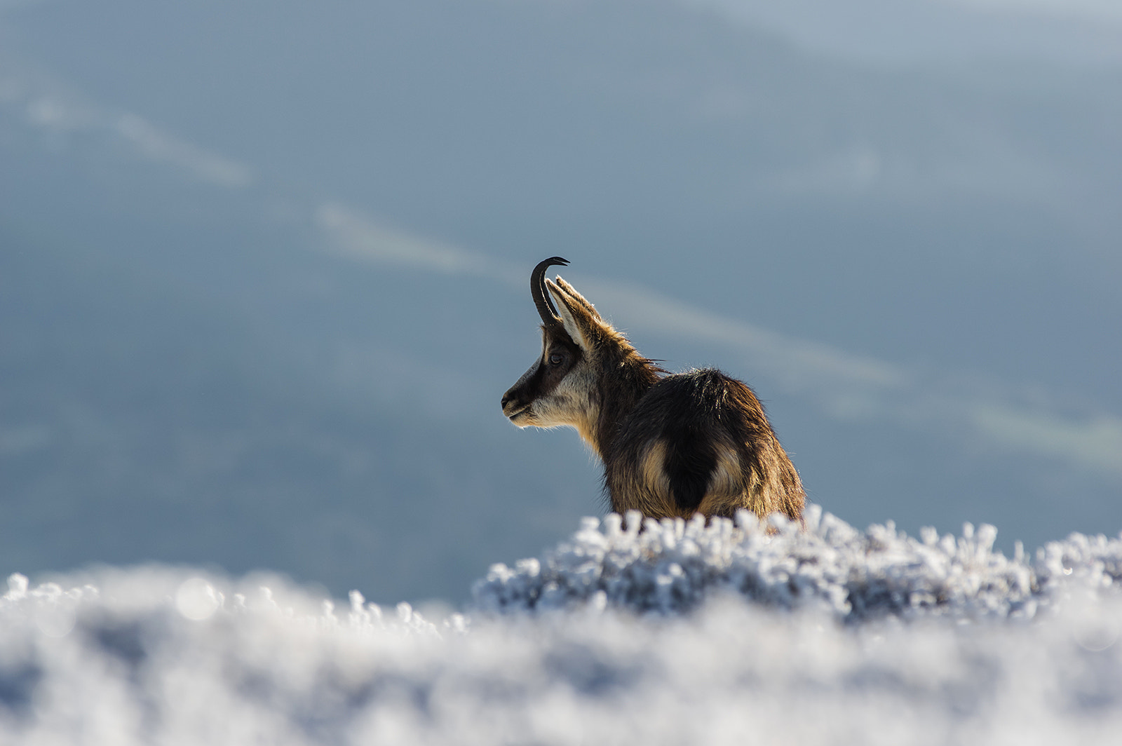 Pentax K-3 sample photo. Les chamois du hohneck photography