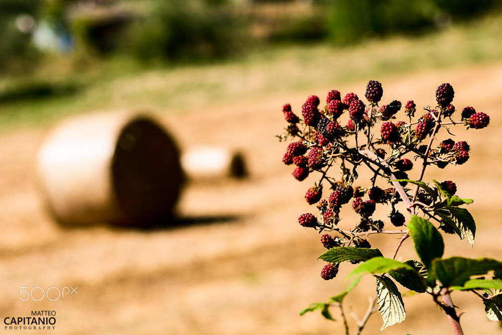 Canon EOS 30D + Canon EF 24-70mm F2.8L USM sample photo. Countryside photography