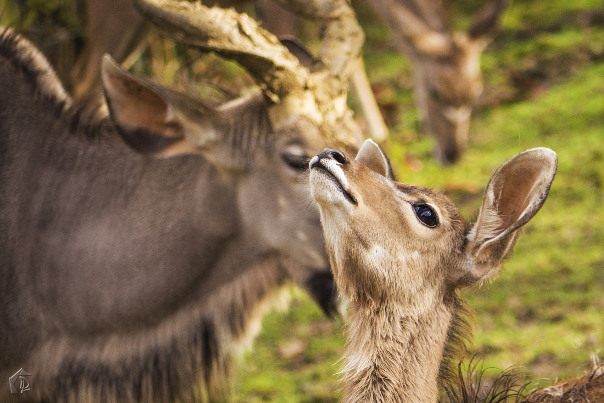 Panasonic Lumix G Vario 45-200mm F4-5.6 OIS sample photo. Greater kudu photography