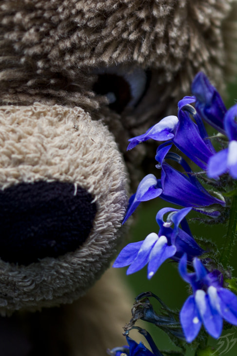 Canon EF 100mm F2.8 Macro USM sample photo. Teddy adventureswithteddy photography photographers on tumblr original photographers bear stuffed... photography