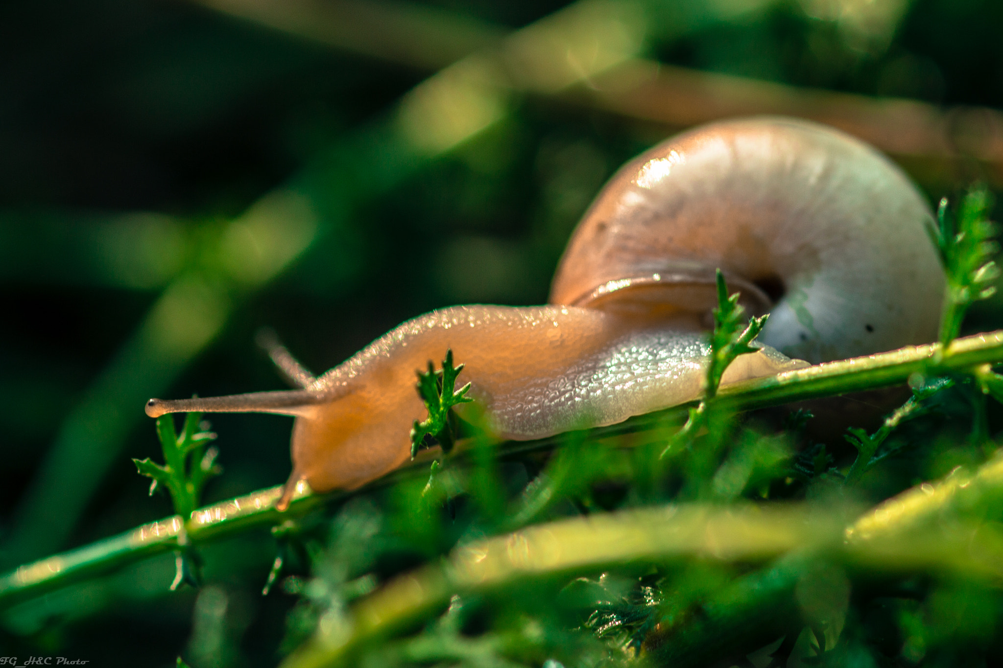 Canon EOS 600D (Rebel EOS T3i / EOS Kiss X5) + Canon EF 100mm F2.8 Macro USM sample photo. Snail in green photography