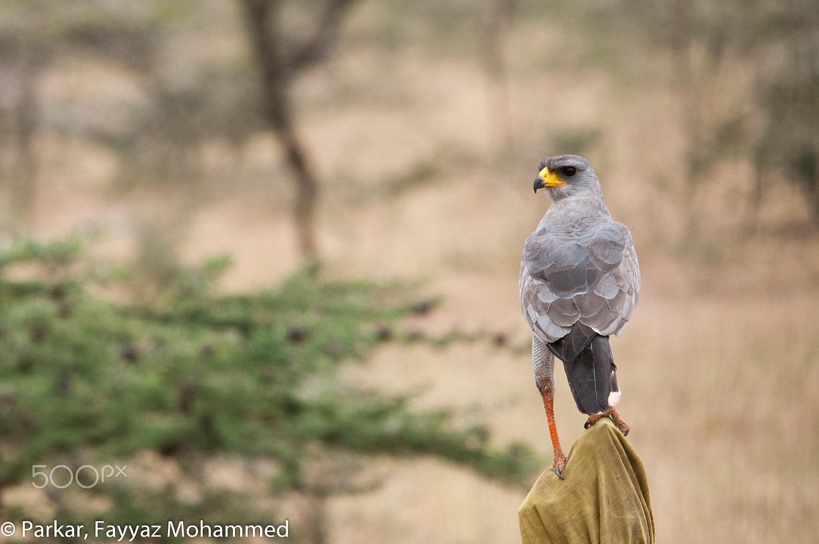 Sigma 150-500mm F5-6.3 DG OS HSM sample photo. Eastern chanting goshawk (melierax canorus) photography