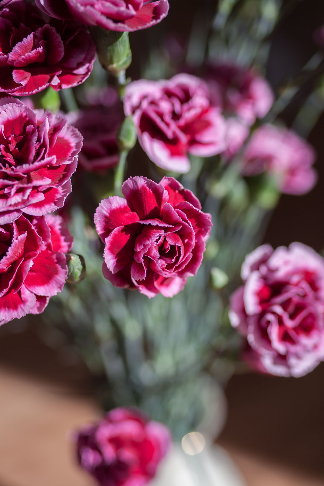 Canon EOS-1D Mark III sample photo. Dianthus photography