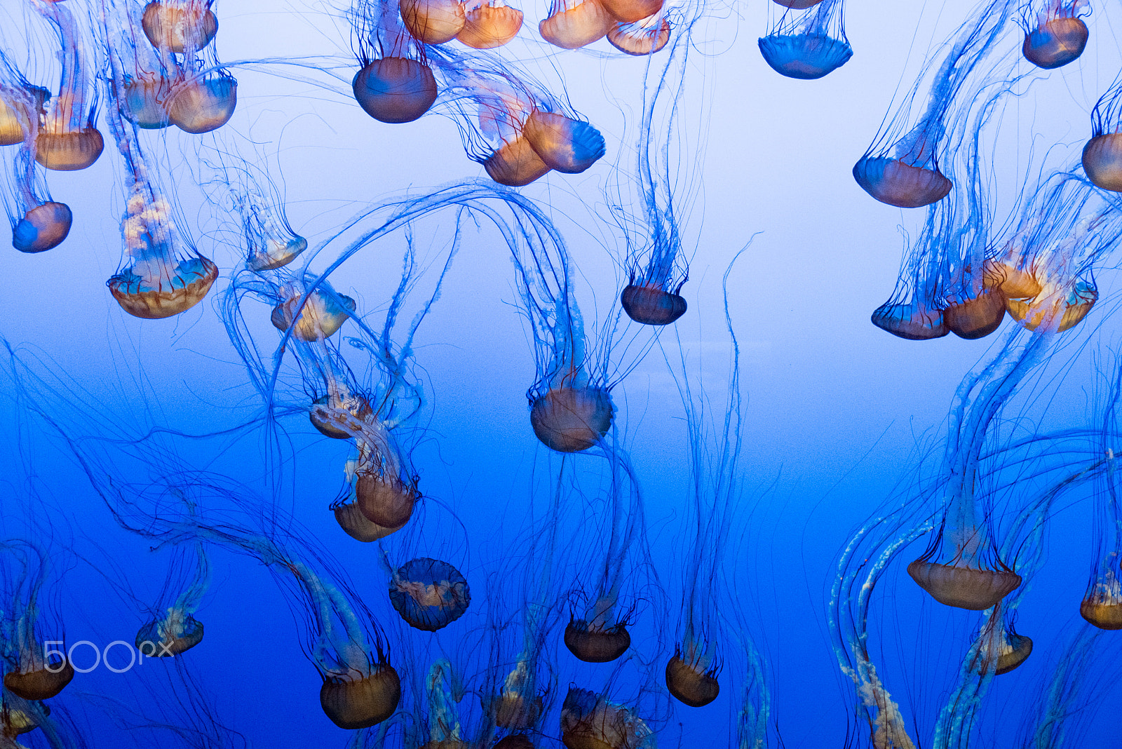 Sony a7R II + Sony Vario-Tessar T* E 16-70mm F4 ZA OSS sample photo. Jellyfish photography