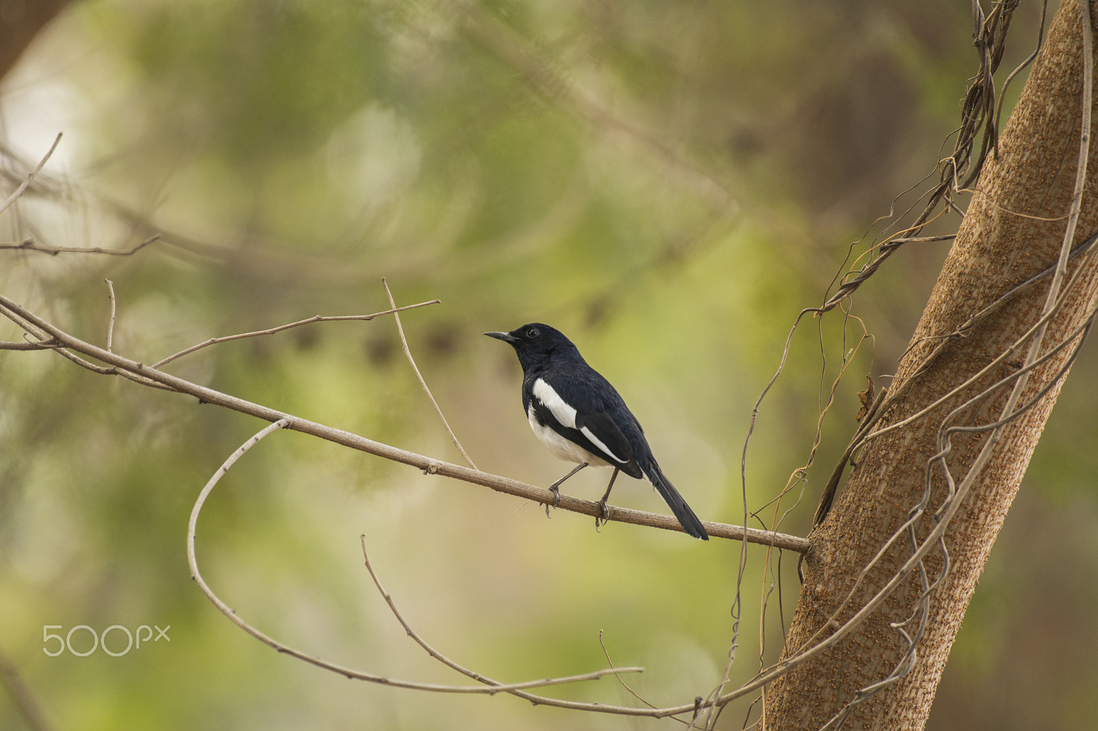Nikon AF-S Nikkor 200-500mm F5.6E ED VR sample photo. Oriental magpie robin photography