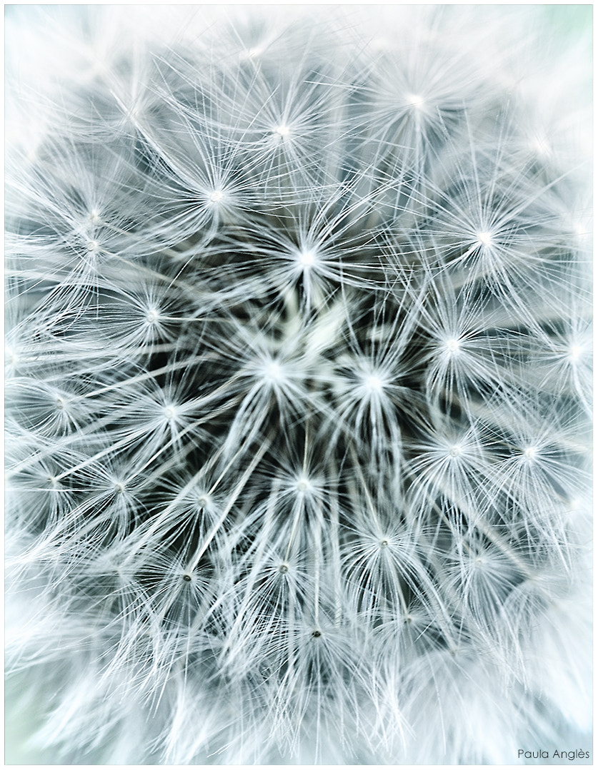 Sony SLT-A77 + 90mm F2.8 Macro SSM sample photo. Dandelion photography