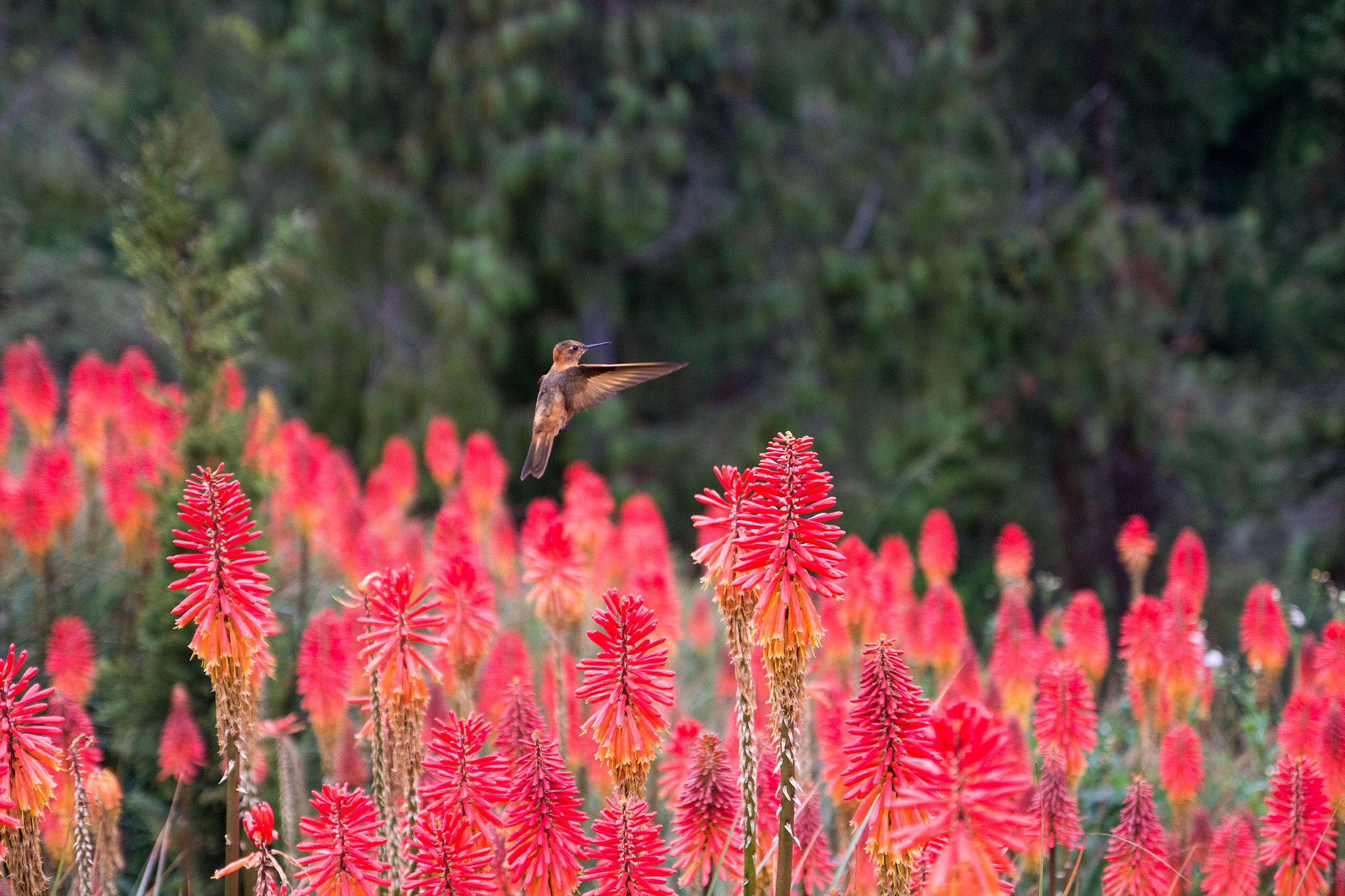 Canon EOS 600D (Rebel EOS T3i / EOS Kiss X5) sample photo. Humming bird photography