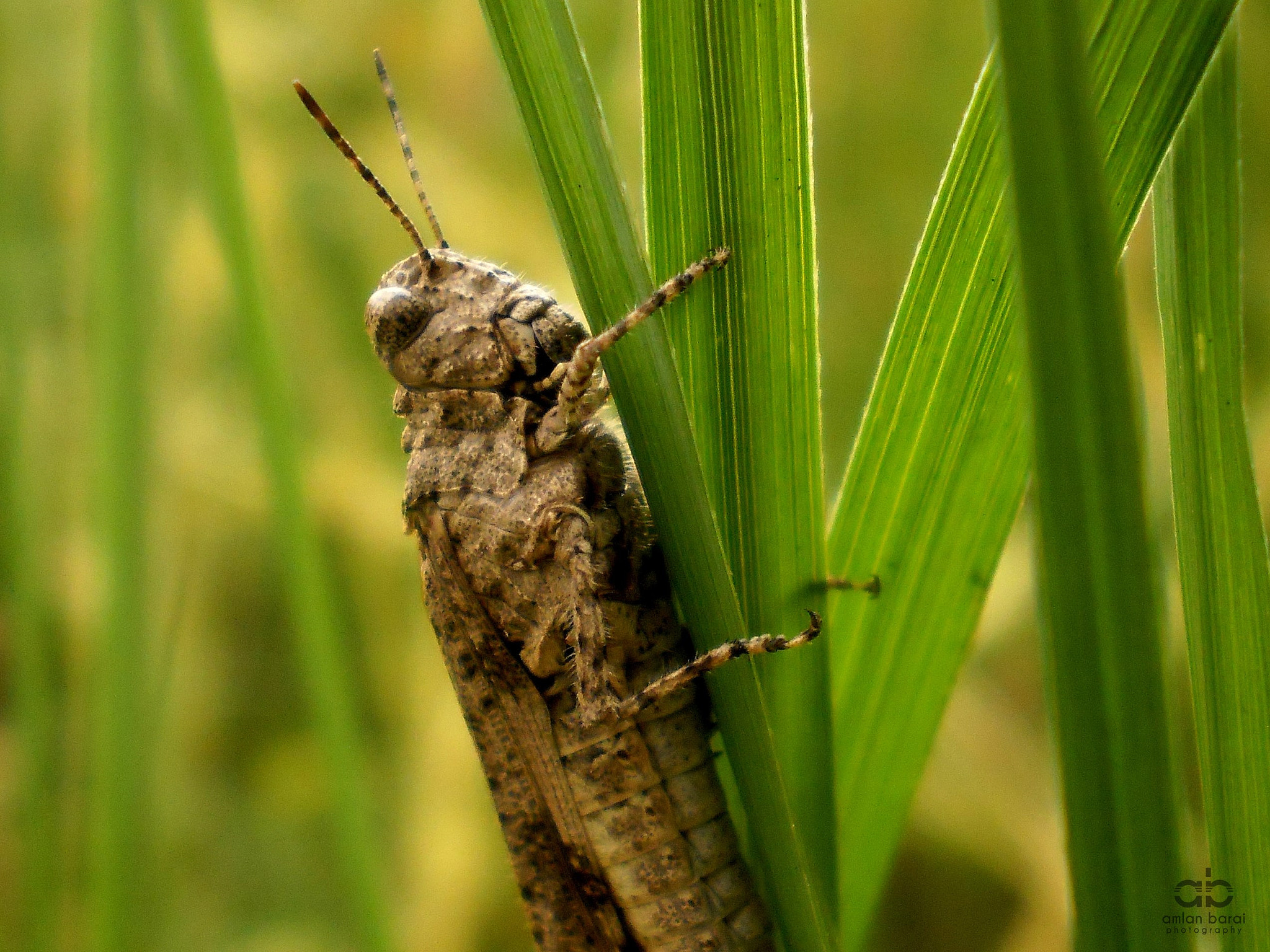 Olympus T105,T100,X36 sample photo. Brown grasshopper photography