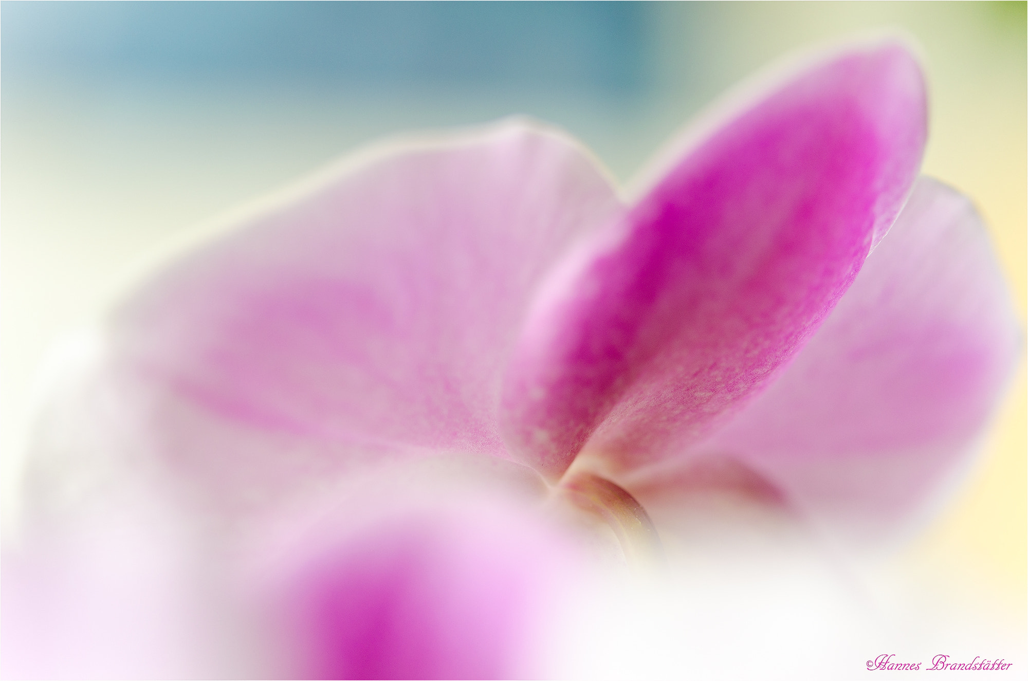 Nikon AF-S Micro-Nikkor 60mm F2.8G ED sample photo. Rosa orchidee photography