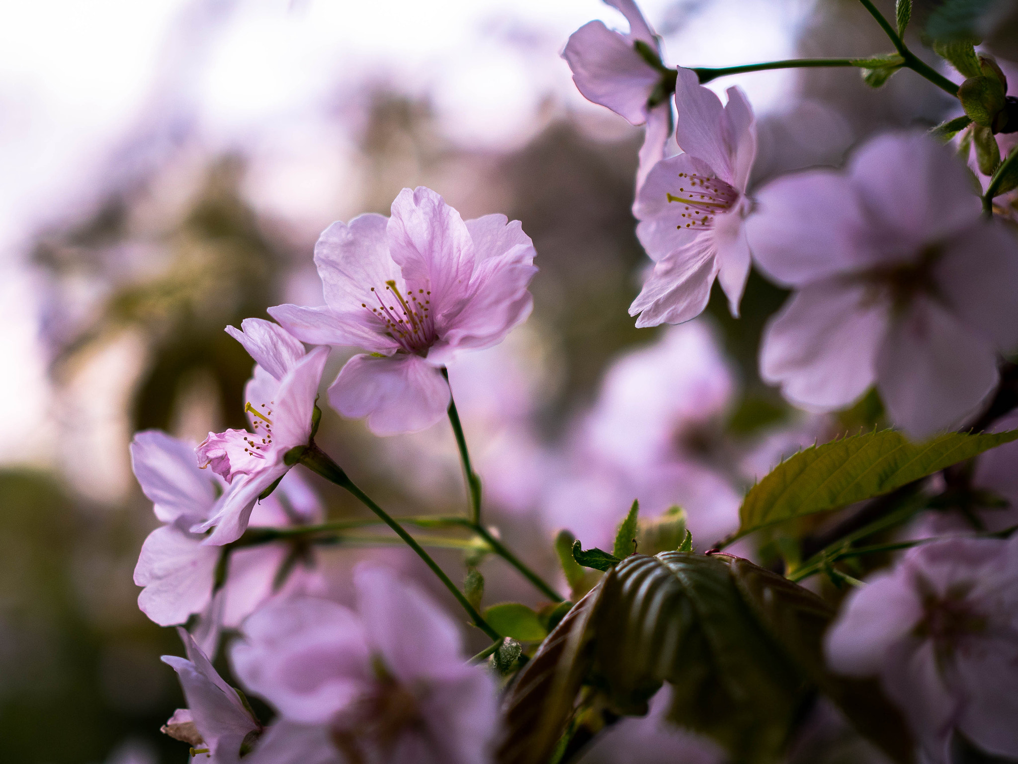 Panasonic Lumix DMC-GM1 + Olympus M.Zuiko Digital 25mm F1.8 sample photo. Cherry blossoms photography