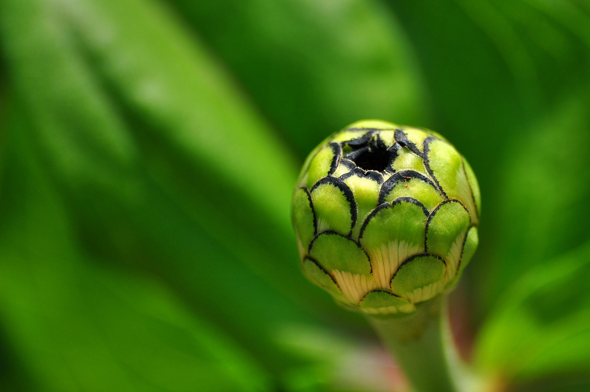 Sigma 70-300mm F4-5.6 APO Macro Super II sample photo. Greenery photography