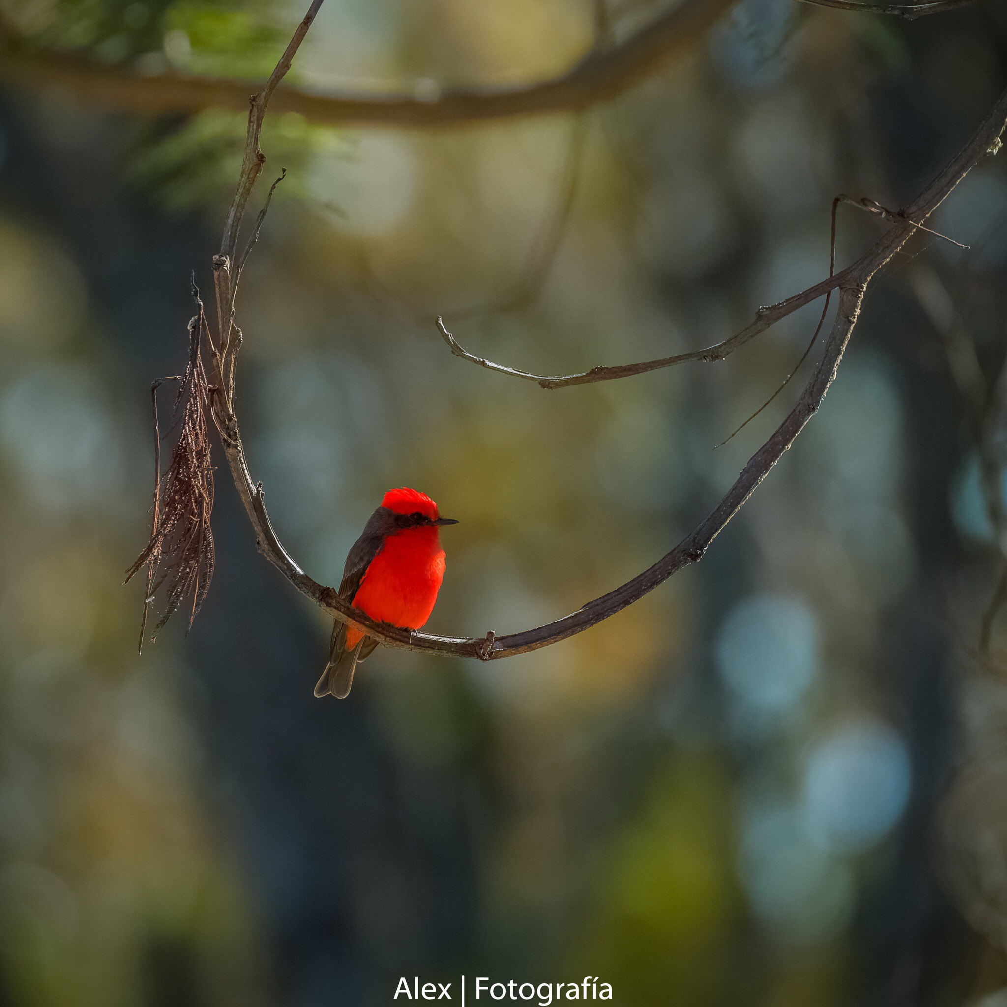 Canon EF 100-400mm F4.5-5.6L IS II USM sample photo. Oaxaca-mexico photography
