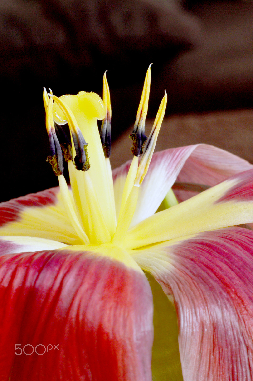 Nikon D3200 + AF Nikkor 50mm f/1.8 sample photo. Tulpenstaub photography