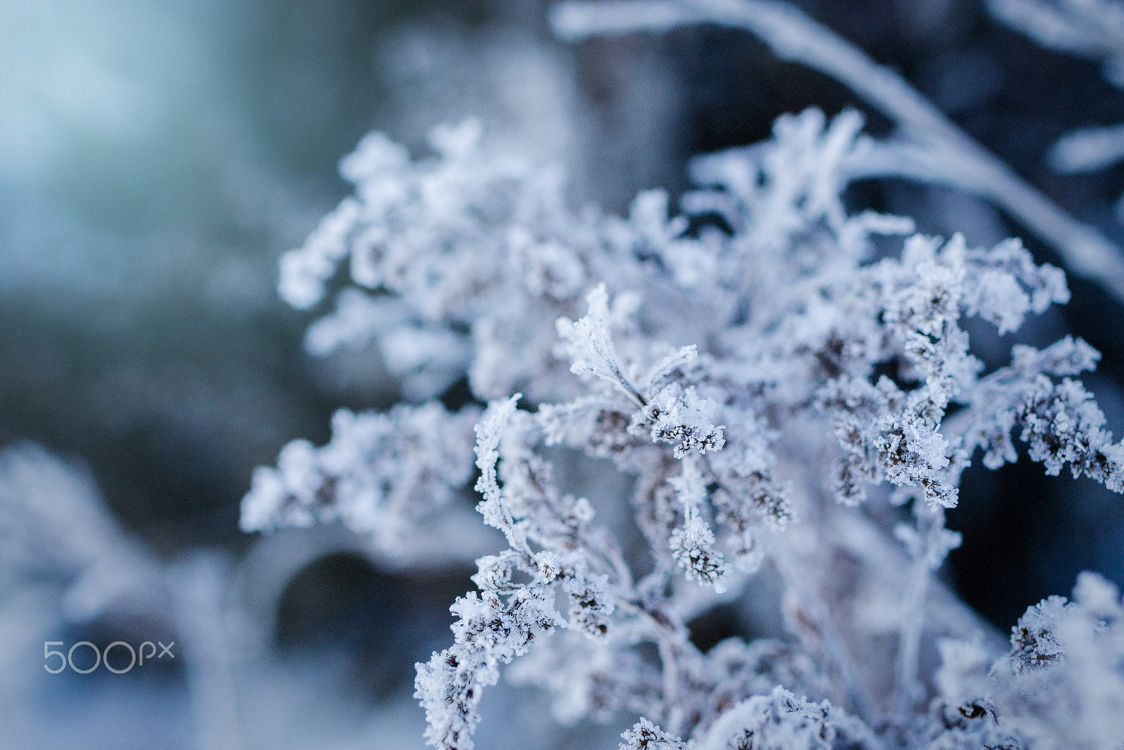Tamron SP 45mm F1.8 Di VC USD sample photo. Stay frosty photography